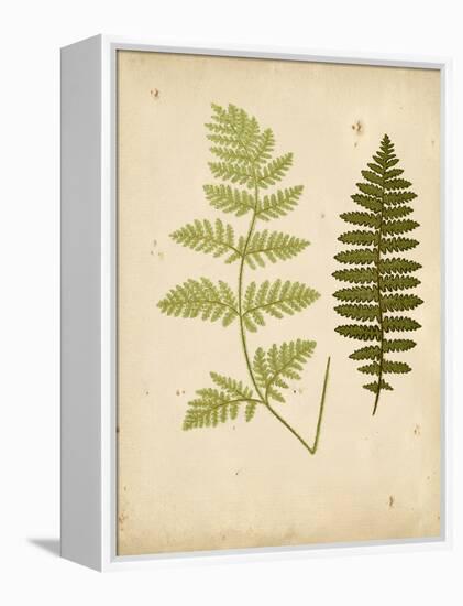 Cottage Ferns III-Edward Lowe-Framed Stretched Canvas