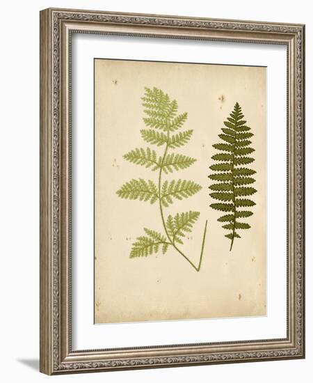 Cottage Ferns III-Edward Lowe-Framed Art Print