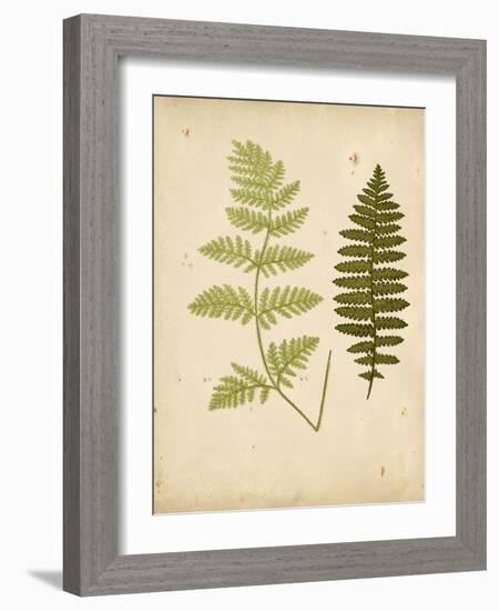 Cottage Ferns III-Edward Lowe-Framed Art Print