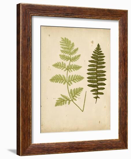 Cottage Ferns III-Edward Lowe-Framed Art Print