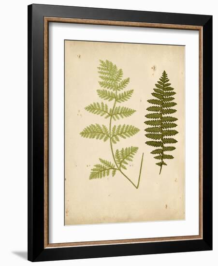 Cottage Ferns III-Edward Lowe-Framed Art Print