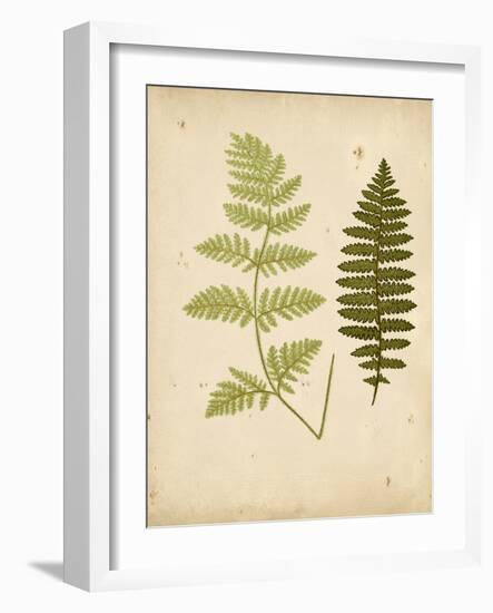 Cottage Ferns III-Edward Lowe-Framed Art Print