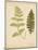 Cottage Ferns III-Edward Lowe-Mounted Art Print