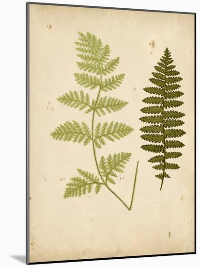 Cottage Ferns III-Edward Lowe-Mounted Art Print