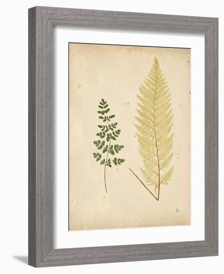 Cottage Ferns IV-Edward Lowe-Framed Art Print