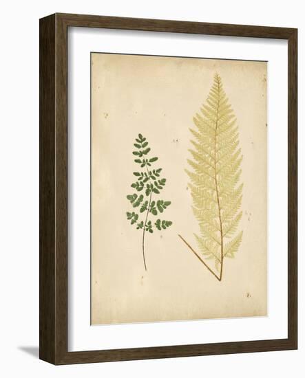 Cottage Ferns IV-Edward Lowe-Framed Art Print