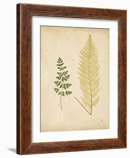 Cottage Ferns IV-Edward Lowe-Framed Art Print