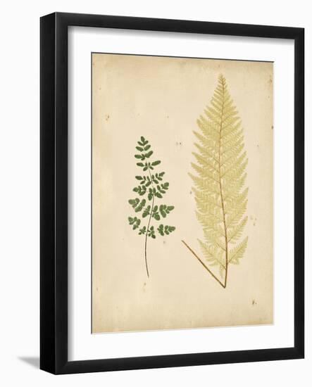 Cottage Ferns IV-Edward Lowe-Framed Art Print