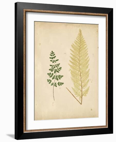 Cottage Ferns IV-Edward Lowe-Framed Art Print