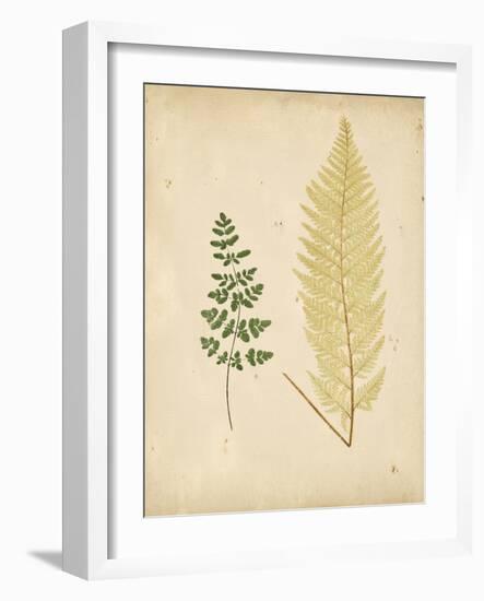 Cottage Ferns IV-Edward Lowe-Framed Art Print