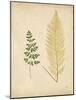 Cottage Ferns IV-Edward Lowe-Mounted Art Print