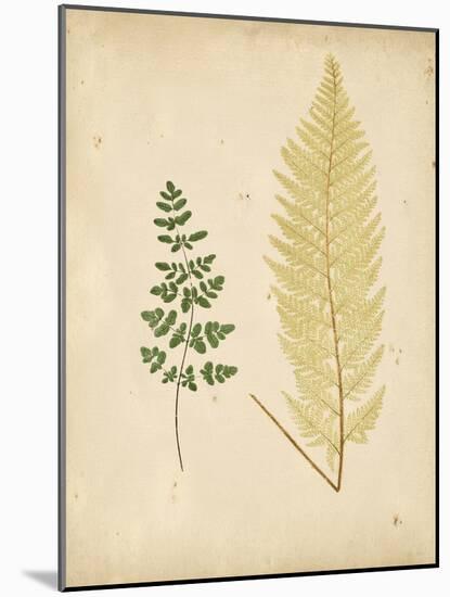 Cottage Ferns IV-Edward Lowe-Mounted Art Print