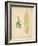 Cottage Ferns IV-Edward Lowe-Framed Art Print