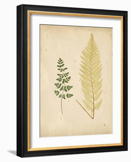 Cottage Ferns IV-Edward Lowe-Framed Art Print