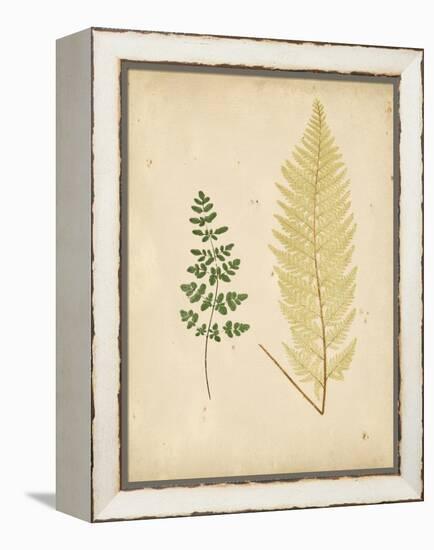 Cottage Ferns IV-Edward Lowe-Framed Stretched Canvas