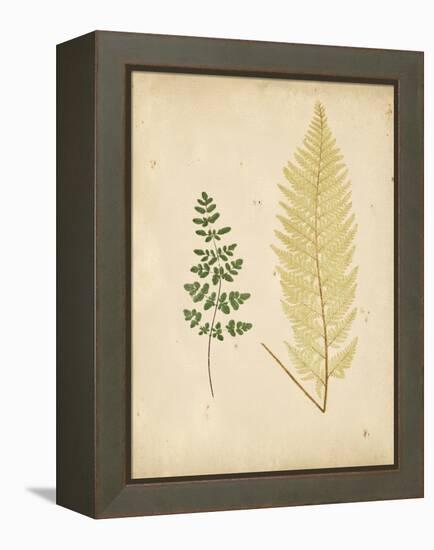 Cottage Ferns IV-Edward Lowe-Framed Stretched Canvas