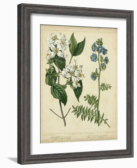 Cottage Florals I-Sydenham Teast Edwards-Framed Art Print