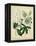 Cottage Florals II-Sydenham Teast Edwards-Framed Stretched Canvas