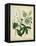 Cottage Florals II-Sydenham Teast Edwards-Framed Stretched Canvas