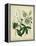 Cottage Florals II-Sydenham Teast Edwards-Framed Stretched Canvas