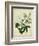 Cottage Florals II-Sydenham Teast Edwards-Framed Premium Giclee Print