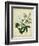 Cottage Florals II-Sydenham Teast Edwards-Framed Premium Giclee Print