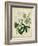 Cottage Florals II-Sydenham Teast Edwards-Framed Art Print