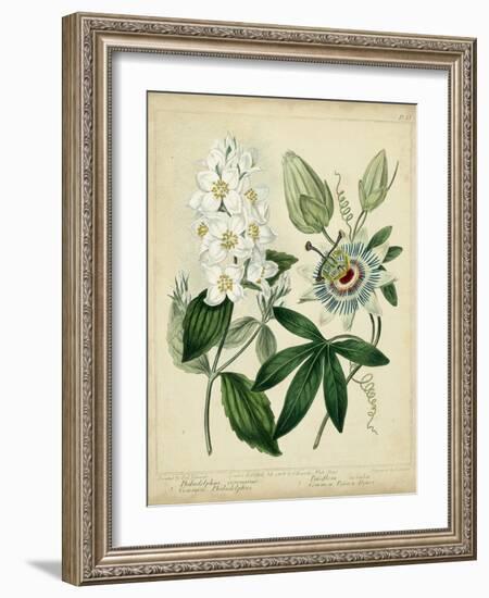 Cottage Florals II-Sydenham Teast Edwards-Framed Art Print