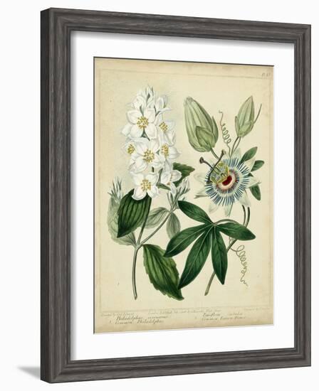 Cottage Florals II-Sydenham Teast Edwards-Framed Art Print