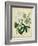 Cottage Florals II-Sydenham Teast Edwards-Framed Art Print