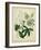 Cottage Florals II-Sydenham Teast Edwards-Framed Art Print