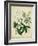 Cottage Florals II-Sydenham Teast Edwards-Framed Art Print