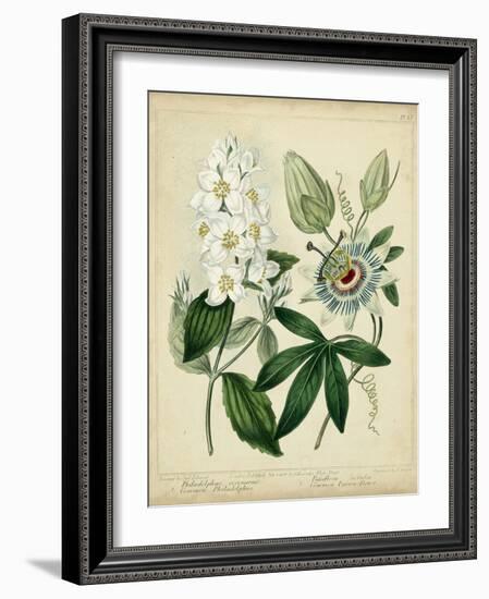 Cottage Florals II-Sydenham Teast Edwards-Framed Art Print