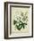 Cottage Florals II-Sydenham Teast Edwards-Framed Art Print