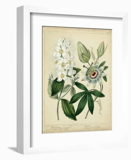 Cottage Florals II-Sydenham Teast Edwards-Framed Art Print