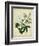 Cottage Florals II-Sydenham Teast Edwards-Framed Art Print