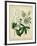 Cottage Florals II-Sydenham Teast Edwards-Framed Art Print