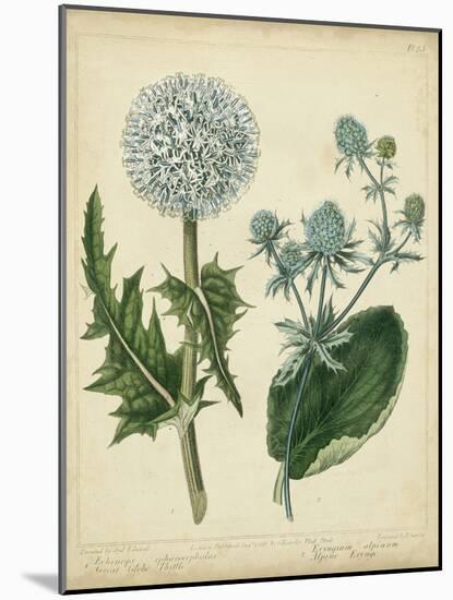 Cottage Florals III-Sydenham Teast Edwards-Mounted Art Print