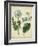 Cottage Florals III-Sydenham Teast Edwards-Framed Art Print