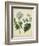 Cottage Florals III-Sydenham Teast Edwards-Framed Art Print