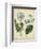 Cottage Florals III-Sydenham Teast Edwards-Framed Art Print