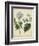 Cottage Florals III-Sydenham Teast Edwards-Framed Art Print