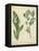 Cottage Florals IV-Sydenham Teast Edwards-Framed Stretched Canvas