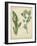 Cottage Florals IV-Sydenham Teast Edwards-Framed Art Print