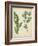 Cottage Florals IV-Sydenham Edwards-Framed Art Print