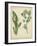 Cottage Florals IV-Sydenham Edwards-Framed Art Print