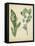 Cottage Florals IV-Sydenham Edwards-Framed Stretched Canvas