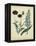 Cottage Florals VI-Sydenham Teast Edwards-Framed Stretched Canvas