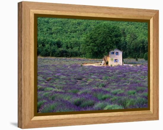 Cottage in Field of Lavender-Owen Franken-Framed Premier Image Canvas