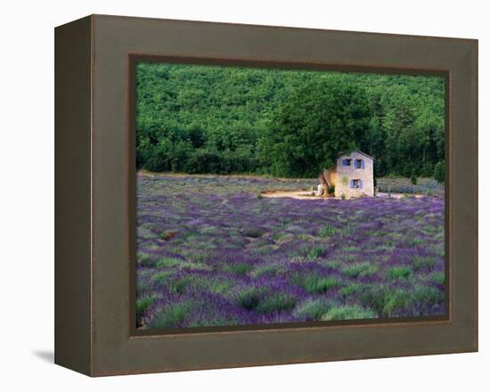 Cottage in Field of Lavender-Owen Franken-Framed Premier Image Canvas